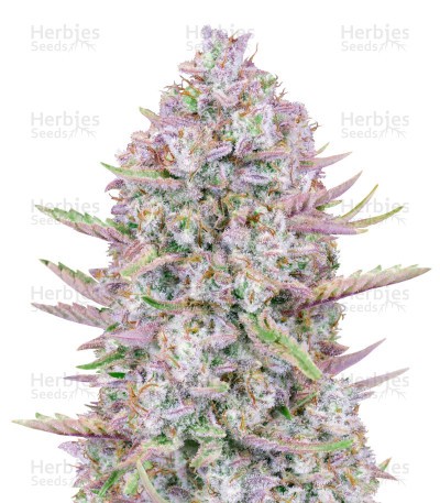Purple Punch Seeds (Fast Buds)