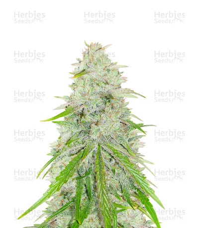 Purple Punch x Lemon Drizzle Seeds (Barney’s Farm)