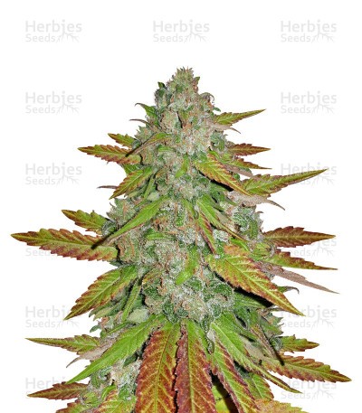 Purple Queen Seeds (Royal Queen Seeds)