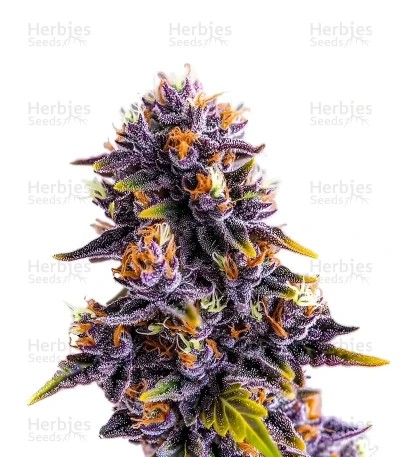 Purple Star Killer Seeds