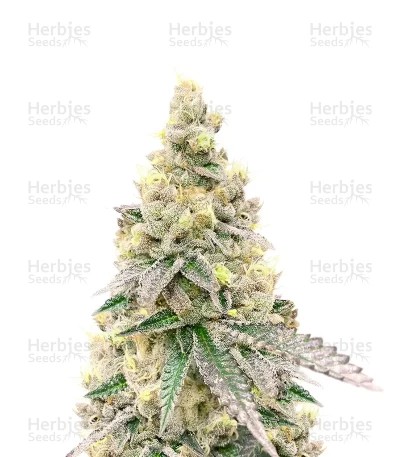 Purple Tropicana Cookies Seeds (Seedkeepers)