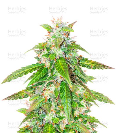 Quarter Pounder Seeds (EGS)