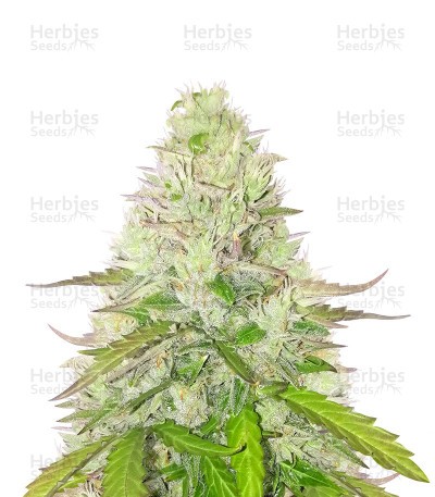 Quick One Auto Seeds (Royal Queen Seeds)