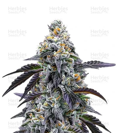 Rainbow Sherbet Seeds
