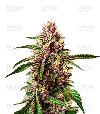 Red Dragon Seeds