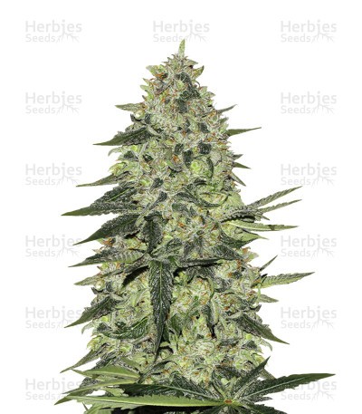 Rhino Ryder Auto Seeds