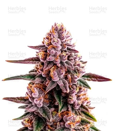Ricky Bobby Seeds