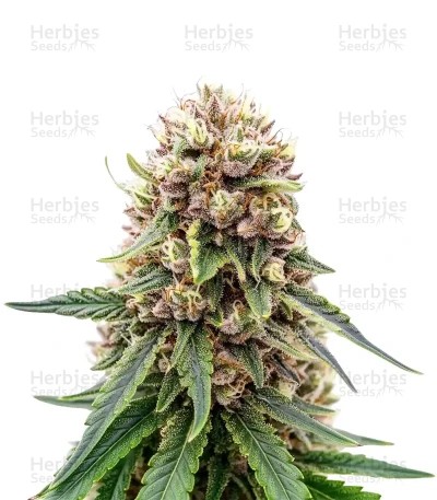 Royal Gorilla Seeds