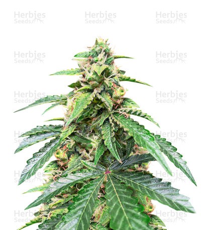 Roze Runtz Seeds (AlphaFem Seeds)