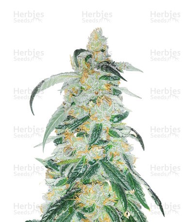 RudeBoi OG F1 Seeds (Seedkeepers)