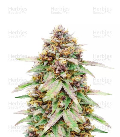 Runtz Auto (Barney's Farm) Seeds