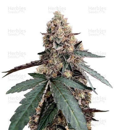 Runtz Muffin Seeds (Barney’s Farm)