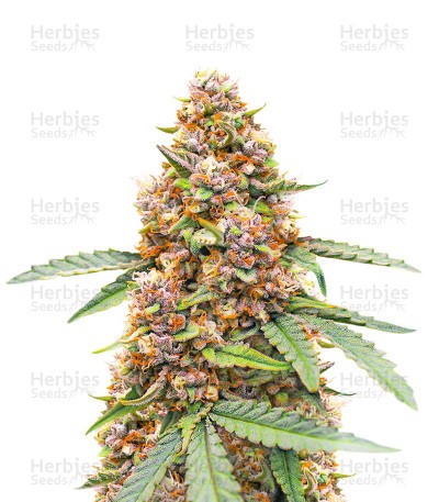 Runtz Seeds (EGS)