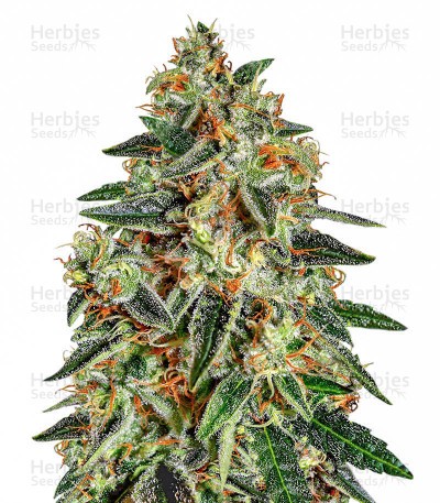 Runtz x Layer Cake Seeds (Barney's Farm)