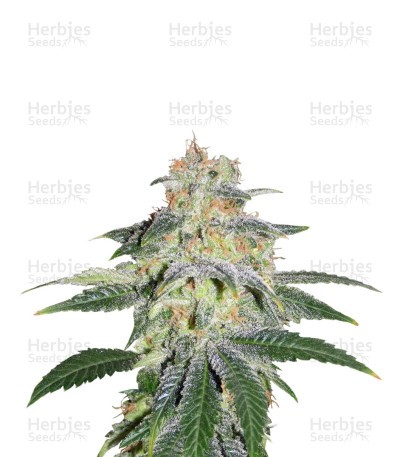 Russian Doll Seeds