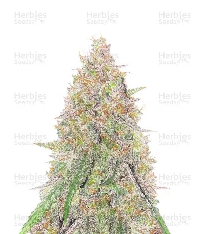 Sangria Poison Seeds (Seedkeepers)