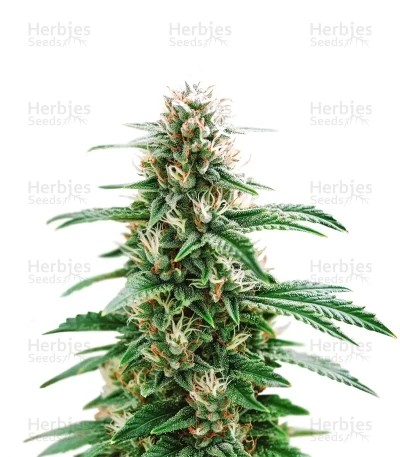 Santa Muerte Fast Seeds