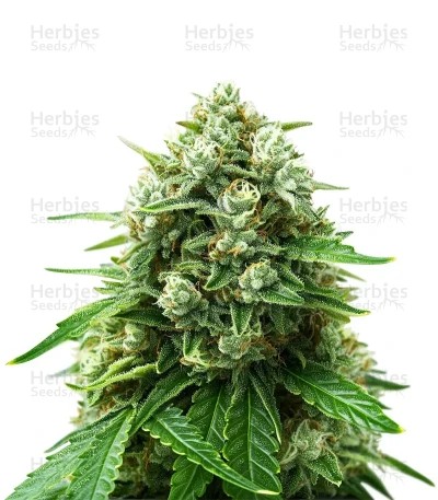Sativa Dream Seeds