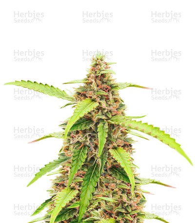 Scarlet Skunk Seeds (EGS)