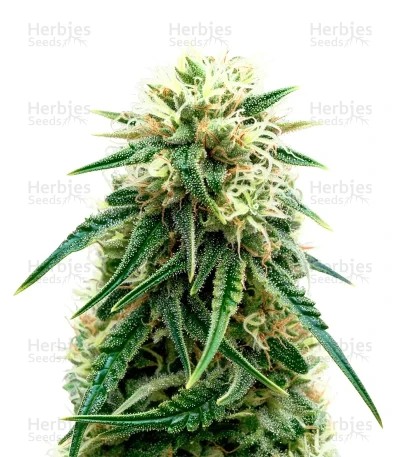 Sensi Purple Kush Seeds