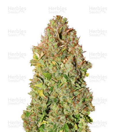 Sensi Skunk Automatic Seeds