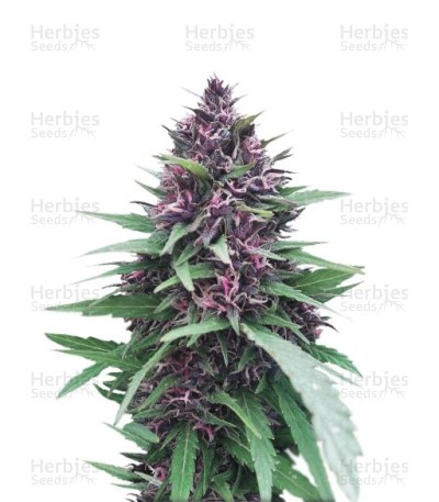 Shaman Seeds