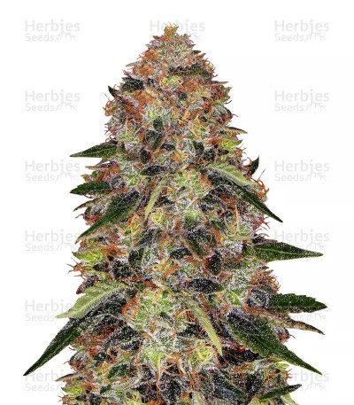 Shiskaberry Seeds (Barney’s Farm)
