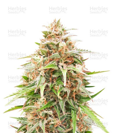 Shiva Skunk Automatic Seeds