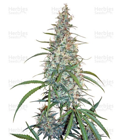 Silver Haze Seeds (Sensi Seeds)