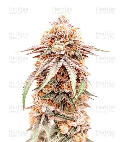 Silver Surfer Haze Seeds