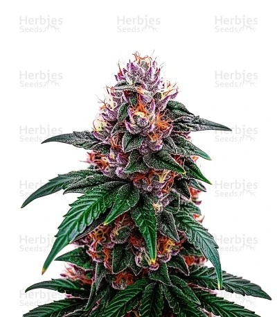 Sirius Black Seeds