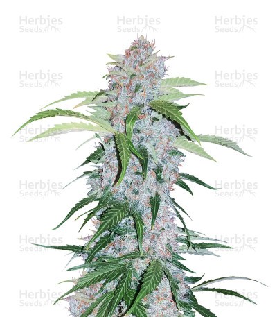 Six Shooter Auto Seeds