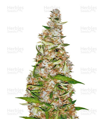 Skunk #1 Automatic Seeds