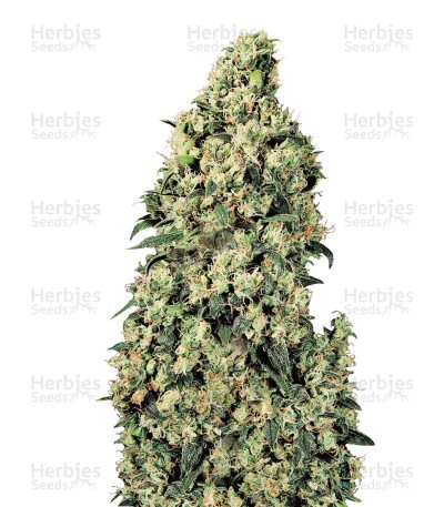 Skunk #1 Seeds (Sensi Seeds)