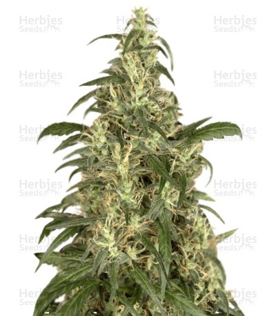 Skunk #11 Seeds