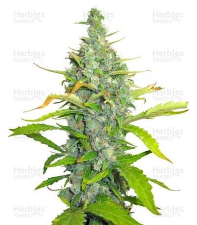 Skunk + Seeds