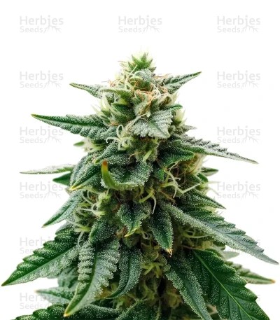 Sky Walker Auto Seeds