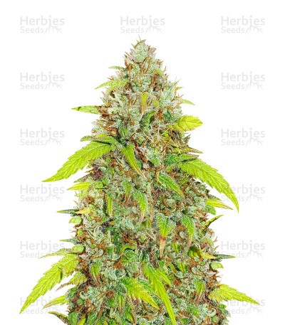 Skywalker Haze Seeds (Dutch Passion)