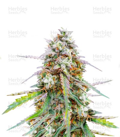 Skywalker OG Seeds