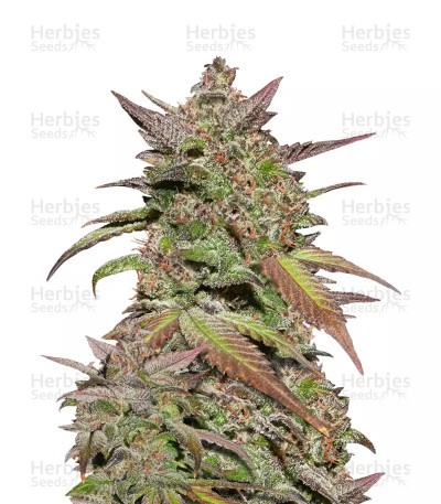 Smoothie Auto Seeds