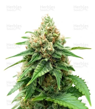 Snoop Dogg OG Seeds