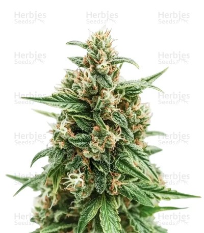 Solomatic Auto CBD Seeds