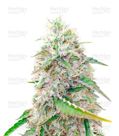 Sour Diesel (Herbies Seeds)