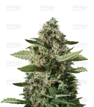 Sour Diesel Seeds (Blimburn Seeds)