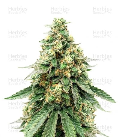 Sour Diesel Seeds (Royal Queen Seeds)