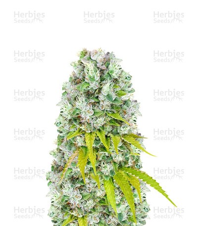 Sour Diesel x OG Kush (Herbies Seeds)