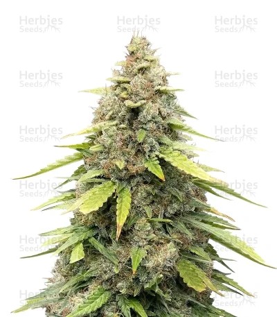 Sour Kush Auto Seeds