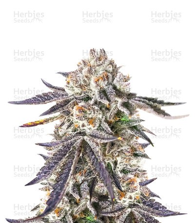 Sour MAC F1 Seeds (Seedkeepers)