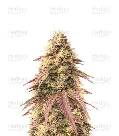 Sour Strawberry Seeds (Barney's Farm)