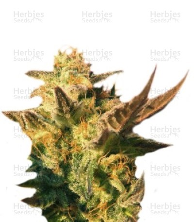 Speedy Boom Auto Seeds